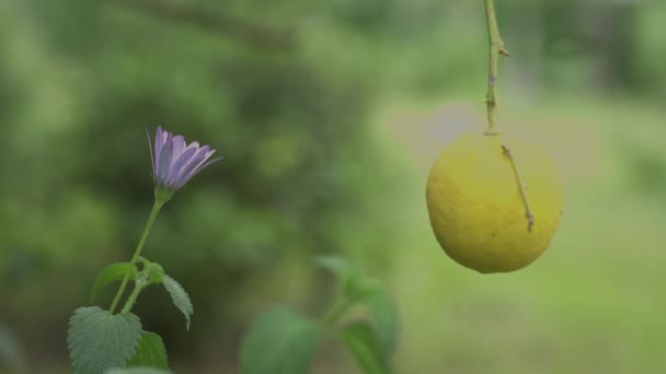 Leikkaaminen sitruuna puusta kukka hämärtynyt tausta - Materiaali, video