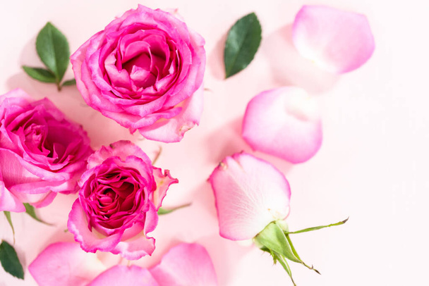 Rózsaszín rózsák és rózsaszirmok rózsaszín alapon. - Fotó, kép