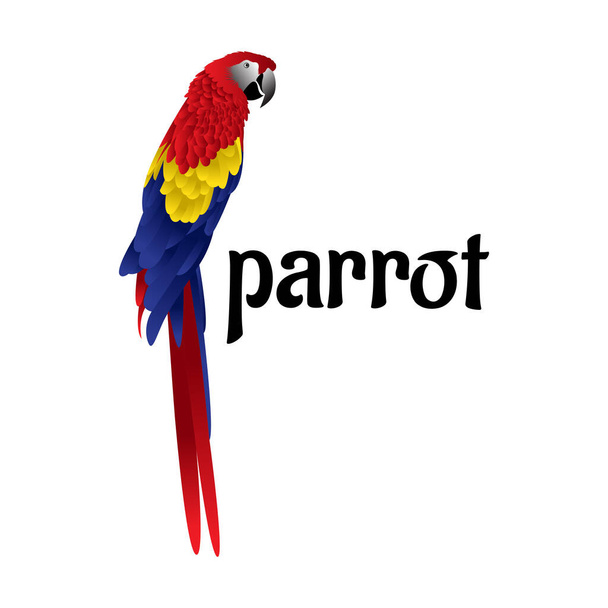 bella colorato pappagallo uccello vettore illustrazione - Vettoriali, immagini