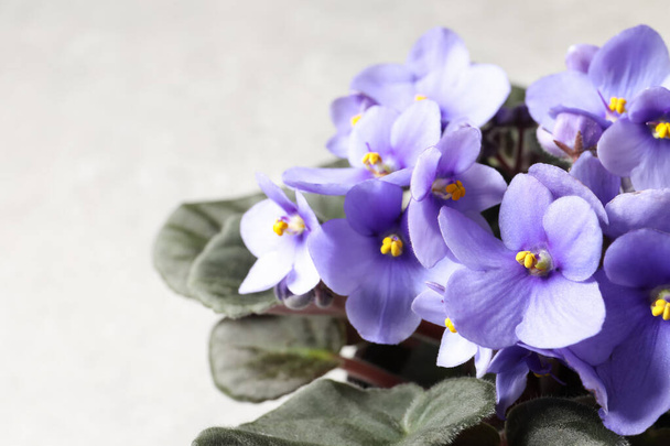 Beautiful violet on light grey background. Plant for house decor - Photo, Image