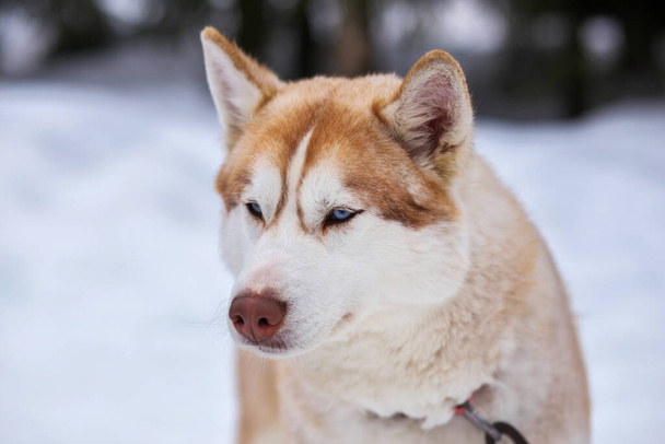 Portrét sportovního psa Husky. Pracující mushing psi severu.  - Fotografie, Obrázek