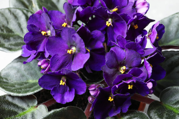 Beautiful violet flowers on light grey background. Plant for house decor - Fotografie, Obrázek