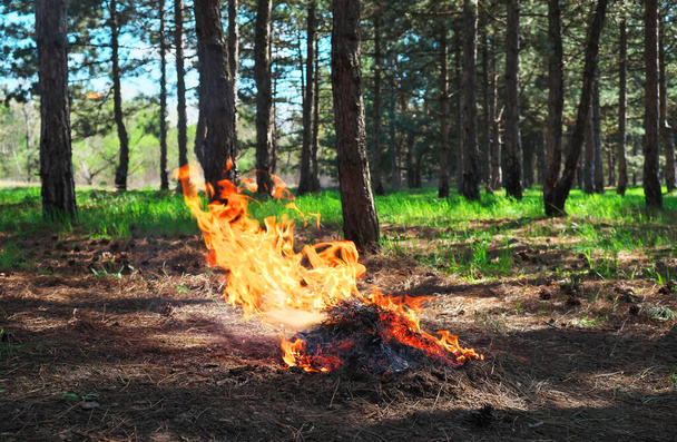 Ogień w lesie przez kogoś wywołany. Płomień na czas pikniku wiosną - Zdjęcie, obraz