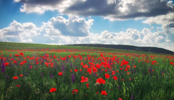 Schöne Frühlingslandschaft. Feld mit Blumen, rotem Mohn.  - Foto, Bild