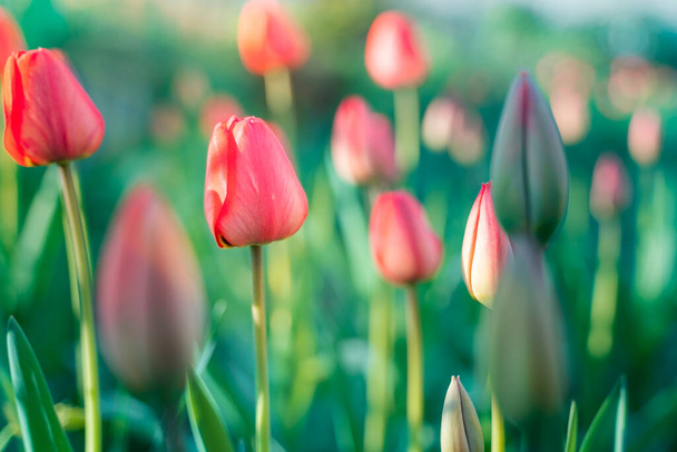 Rudě kvetoucí tulipány v paprscích slunečního světla. Tulipánová zahrada v jarním soumraku. - Fotografie, Obrázek