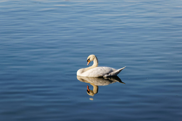bílá labuť plave ve večerním slunci na modrém jezeře, brzy je čas jít spát, bez lidí - Fotografie, Obrázek