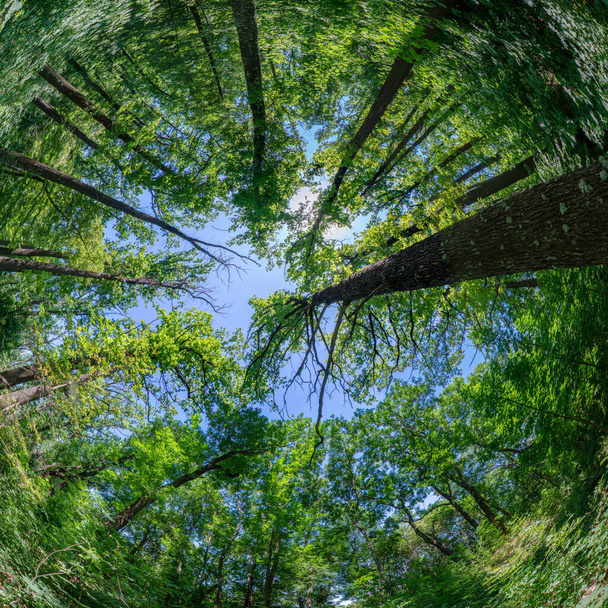 Tapas de árboles vista de abajo hacia arriba, círculo de árboles, hermosa naturaleza - Foto, Imagen