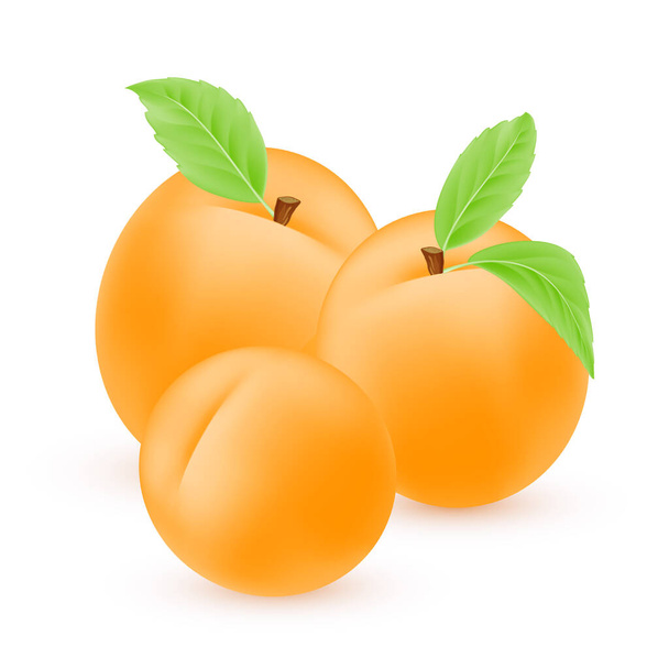 Διάνυσμα βερίκοκου. Γλυκά καλοκαιρινά φρούτα απομονωμένα σε λευκό φόντο. Τρία ρεαλιστικά βερίκοκα ή ροδάκινα με πράσινα φύλλα. Διάνυσμα 3d εικόνα EPS10 - Διάνυσμα, εικόνα