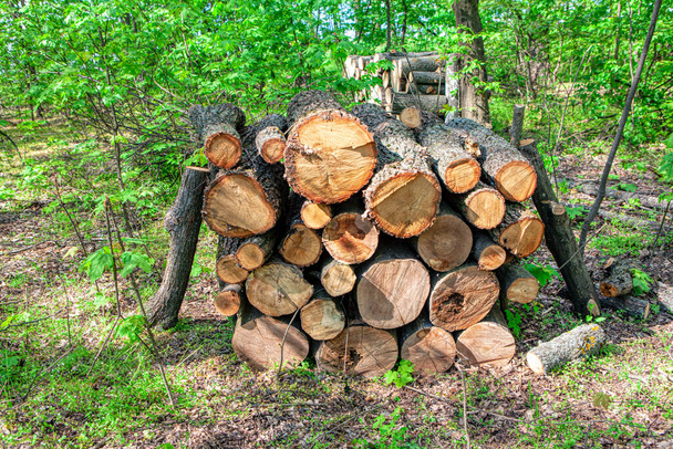 Holzstapel im Wald. Haufen von Holzstämmen - Foto, Bild