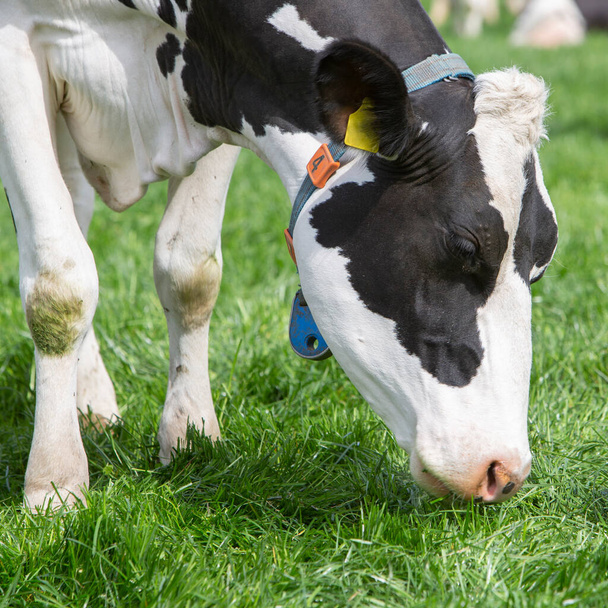 Kopf einer schwarz-weiß gefleckten Kuh in Großaufnahme auf der Weide - Foto, Bild