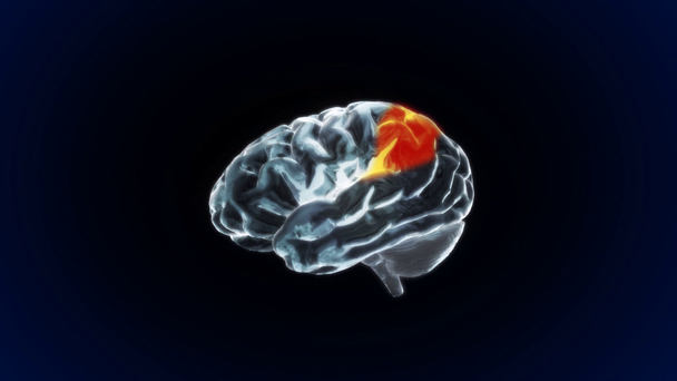 Raggi X Parti cerebrali della biologia
 - Filmati, video
