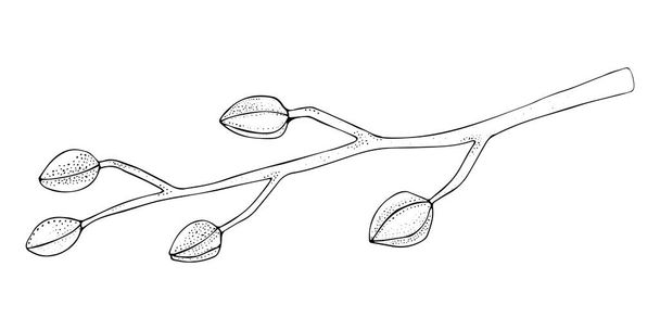 Ramo de orquídea de doodle, ramo de botão fechado, ramo de vetor de orquídea de doodle, ramo de vetor tropical no estilo desenhado à mão, ramo de doodle longo - Vetor, Imagem