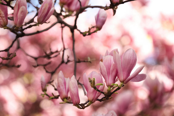 Beautiful magnolia tree with pink blossom outdoors, closeup. Spring season - Photo, Image