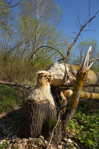  Tree fallen after the beaver gnawed in a sunny spring forest. Close-up photo - Foto, Imagem