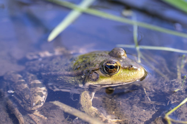 Green frog looks out. Frog portrait in water - Photo, Image