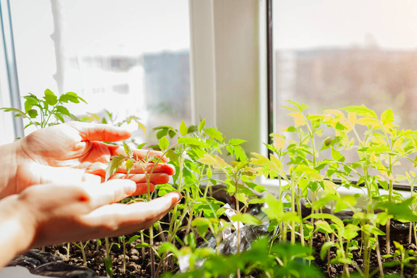 Farmer checking tomato seedlings in box at home. Spring vegetables growing on window sill. Agriculture and farming. - Photo, Image