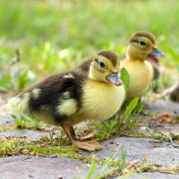 Grupa ducklings na zielonej łące - Zdjęcie, obraz