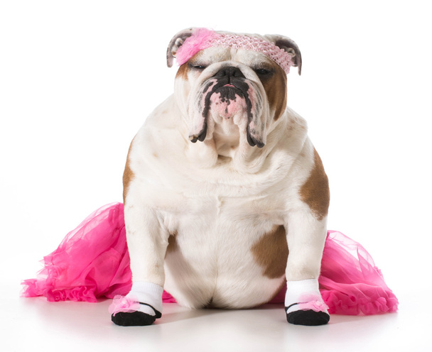 bulldog ballerina - Foto, imagen