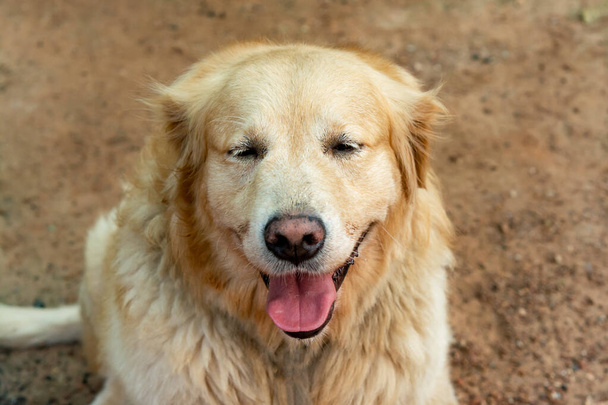 Szoros portré Golden retriever kutya - Fotó, kép