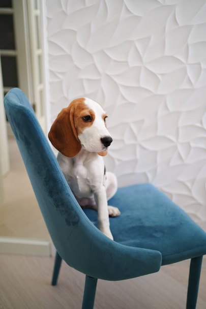 The basset hound dog sits on a blue chair in the apartment.  - Foto, afbeelding