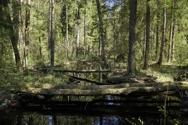 Reservierte dichte Wälder. Ein Fluss und Bäume, die von Bibern gefällt wurden. Sumpf. Landschaft. Horizontalschuss. Im Beresinski-Reservat - Foto, Bild