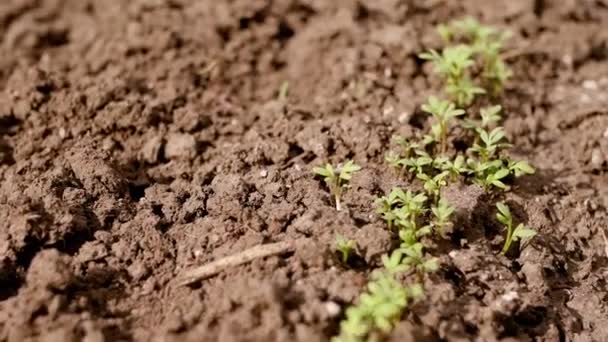 Fermer b-roll de germes dans le sol. Agriculture durable. Légumes biologiques  - Séquence, vidéo