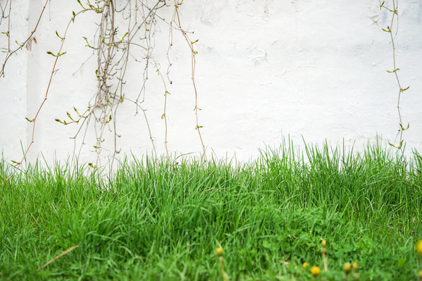 Schönes frisches saftig grünes Gras vor einer alten weißen Mauer. Copy-Paste-Text, Hintergrund, grüner Rasen im Hinterhof, Landschaft - Foto, Bild