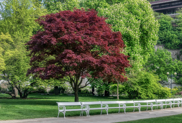 Drzewa w parku. Drzewa przybierają wiosenne liście, malowane miękkimi, zielonymi tonami. Jeden wysoki klon dekoracyjny jest barwiony bordowy. Korony drzew sferycznych w parku Dvok (Karlowe Wary, Czechy)  - Zdjęcie, obraz