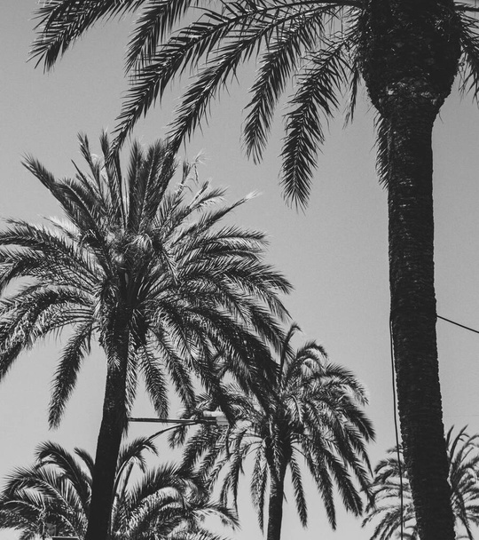 Bazı tropik palmiye ağaçlarının siyah beyaz görüntüsü - Fotoğraf, Görsel