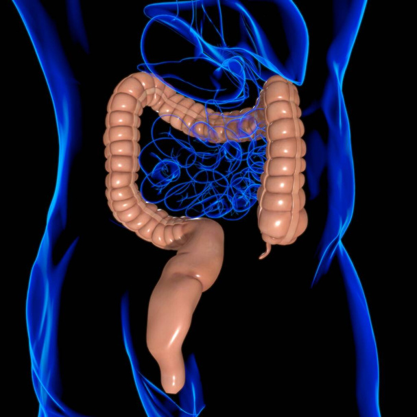 Анатомия пищеварительной системы человека для медицинской концепции 3D иллюстрация большого кишечника - Фото, изображение