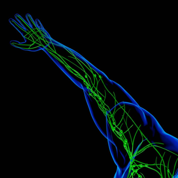 Anatomia dos nós linfáticos humanos para ilustração médica do conceito 3D - Foto, Imagem