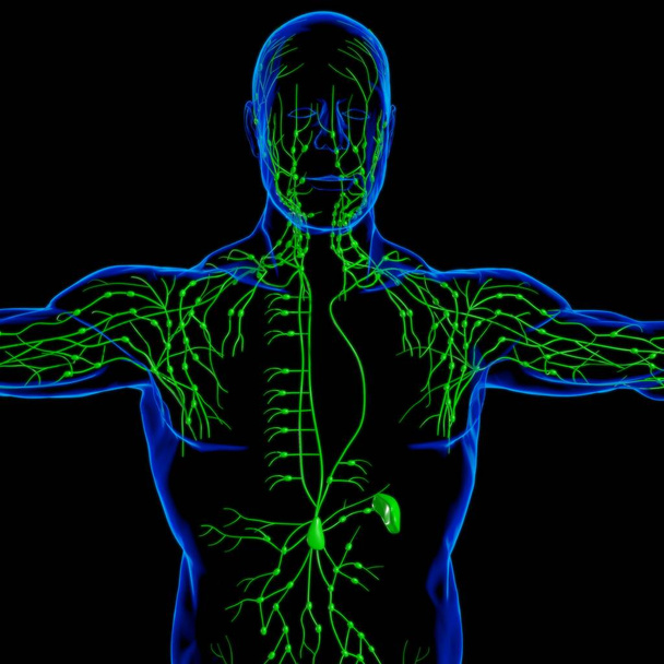 Menschliche Lymphknoten Anatomie für medizinisches Konzept 3D Illustration - Foto, Bild