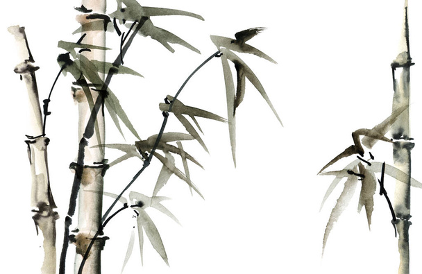 Watercolor illustration of bamboo with leaves on white background. Oriental traditional painting, sumi-e. - Photo, Image