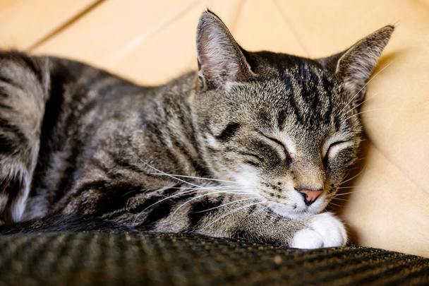 güzel kedi - Fotoğraf, Görsel