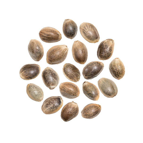 Group of healthy hemp seeds in circular shape isolated on white background - Photo, Image