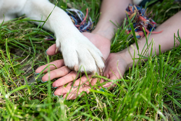 Hands of a woman with paw of the dog on it represent a friendship of human and a dog - Foto, Imagen