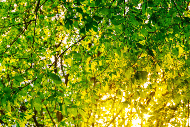 luz del sol que brilla a través del follaje verde fresco - Foto, Imagen