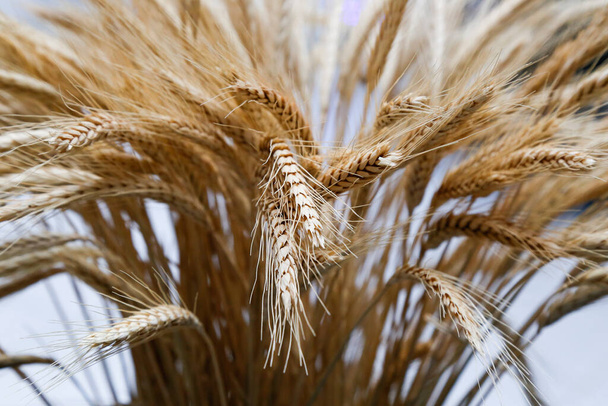 detail žlutých pšeničných uší s nízkou hloubkou pole ve studiu - Fotografie, Obrázek