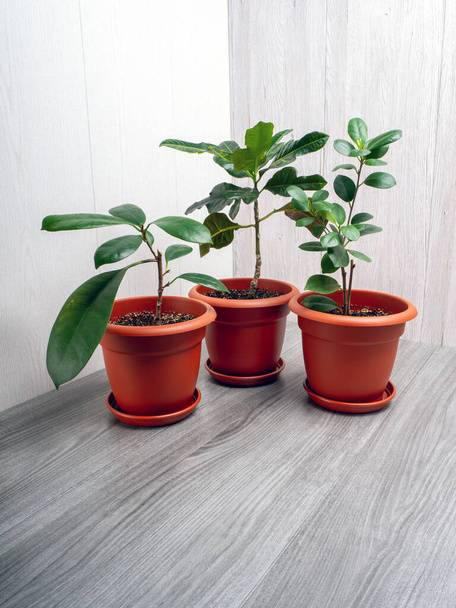 Set of flowers in pots Croton excellence, ficus cyatistipula, ficus microcarpa maclame - Photo, Image