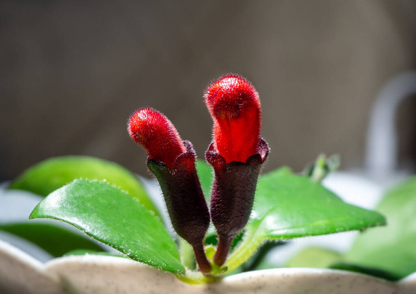 Aeschynanthus is a genus of about 150 species of evergreen subtropical and tropical plants in the family Gesneriaceae - Photo, Image