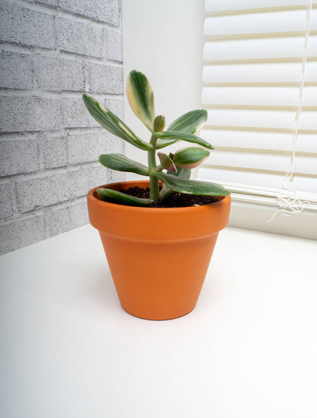 Crassula perforata variegata es un género de plantas suculentas perteneciente a la familia Crassulaceae. - Foto, Imagen