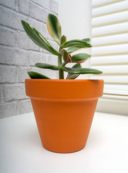 Crassula perforata variegata es un género de plantas suculentas perteneciente a la familia Crassulaceae. - Foto, imagen