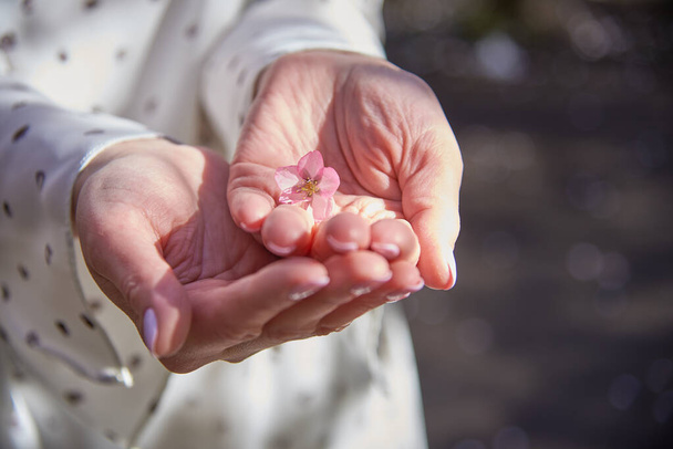 A soft pink cherry blossom in a woman's hands on the background of a light dress. - Foto, imagen