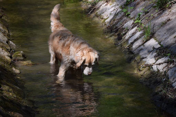 um cão bonito vai pescar - Foto, Imagem