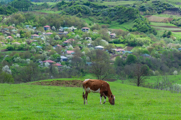 Пасти корову на пасовиську за природою, сільське господарство. Грузія - Фото, зображення