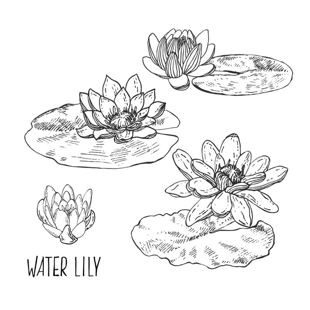 Hand drawn vector lotus, water lily with leaves - Wektor, obraz