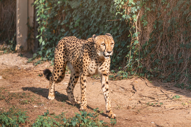 大人のチーターは動物園サファリパークを歩いています。アフリカの大型捕食猫の美しさと強さ - 写真・画像