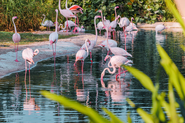 many pink flamingos feed on crustaceans in a lake in a zoo or nature park. Amazing birds live in the hot countries of Africa and the Arabian Peninsula - Foto, afbeelding