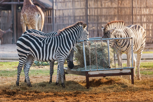 Számos zebrák esznek friss széna és vegyes takarmány a háttérben egy zsiráf megy a kapuk az állatkert és a szafari park. - Fotó, kép