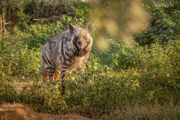 V paprscích zapadajícího slunce prochází savanou hyena s děsivými pruhy. Nebezpečný predátor a mrchožrout - Fotografie, Obrázek